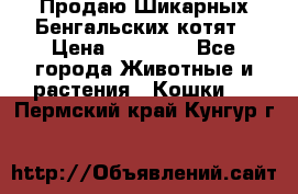 Продаю Шикарных Бенгальских котят › Цена ­ 17 000 - Все города Животные и растения » Кошки   . Пермский край,Кунгур г.